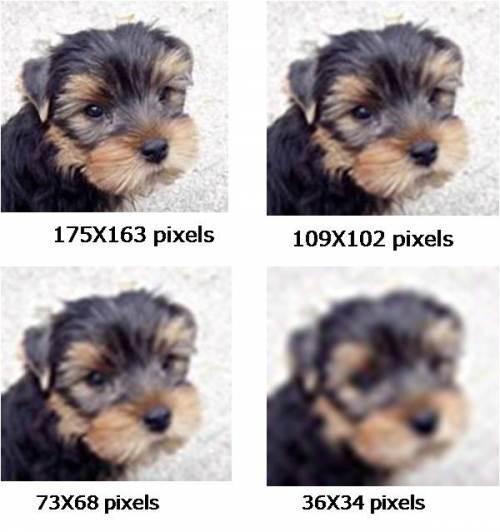 Atributos de uma imagem: 4 imagens de um cachorro yorkshire em diferentes resoluções