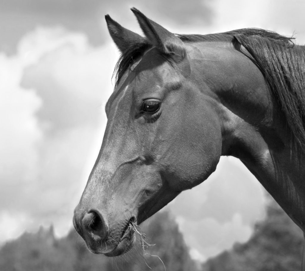 Desenhando um Cavalo - Desenho Realista 